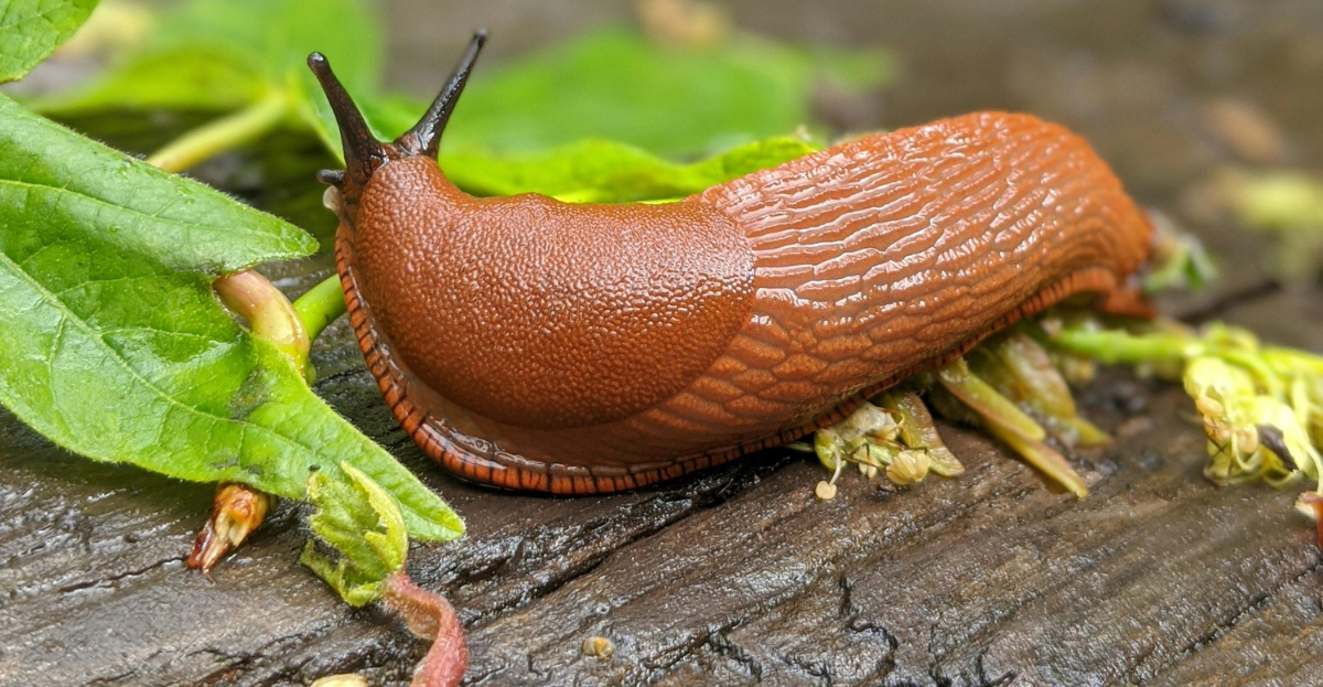 Slug feeding on leaves